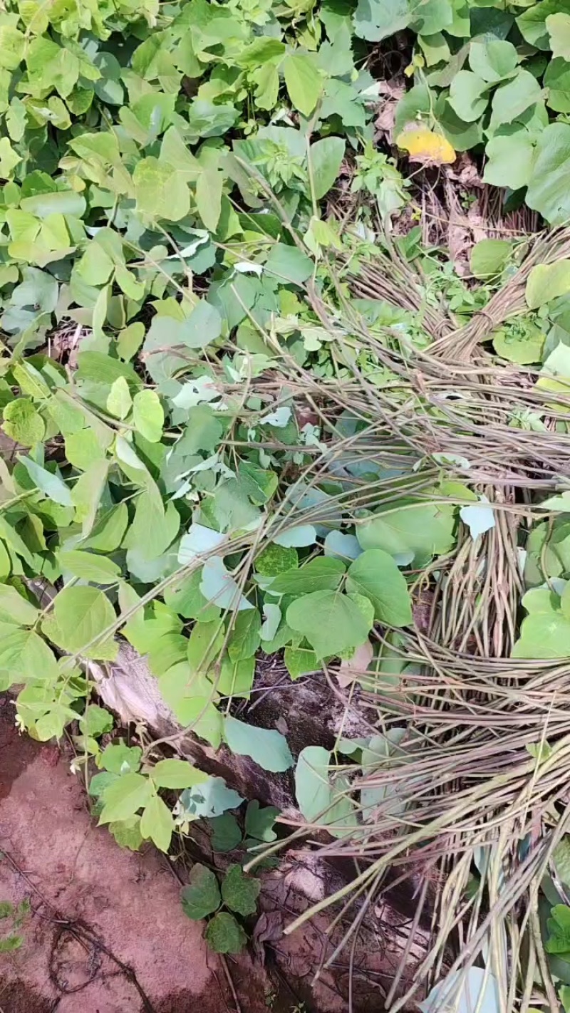 现正在加工葛麻