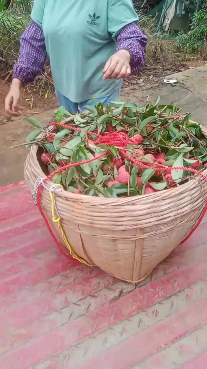 禾荔