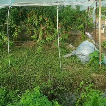 珍珠枣蜜桃
