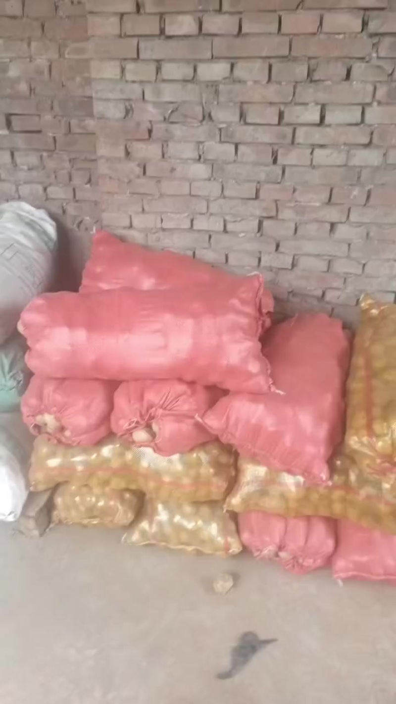 土豆