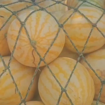 河南小黄人西瓜