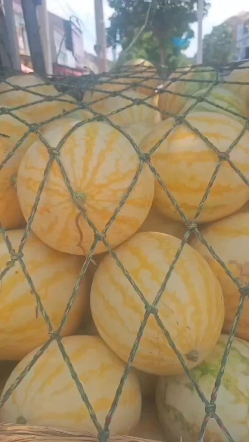 河南小黄人西瓜