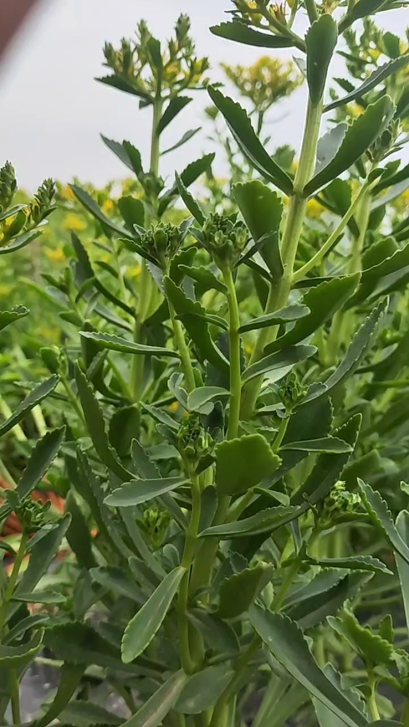 养心菜