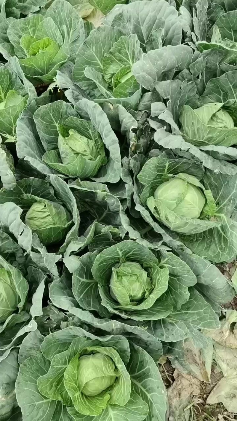 27亩精品甘蓝有意者联系