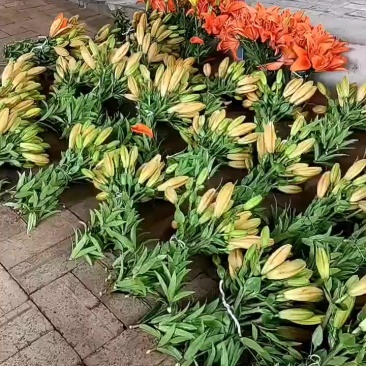 百合花
