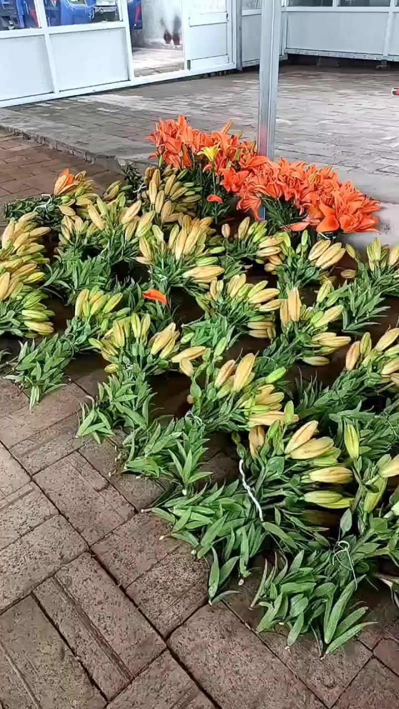 百合花