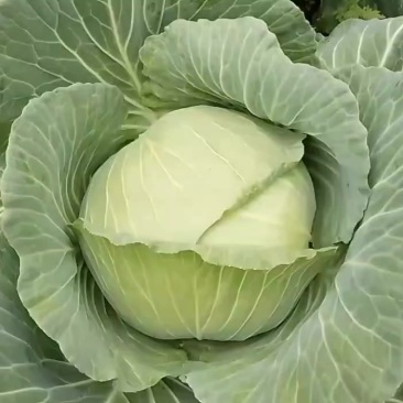 莲白