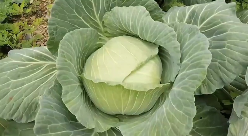 莲白