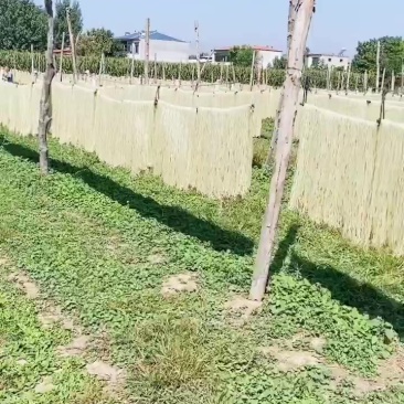 纯土豆粉条出售中