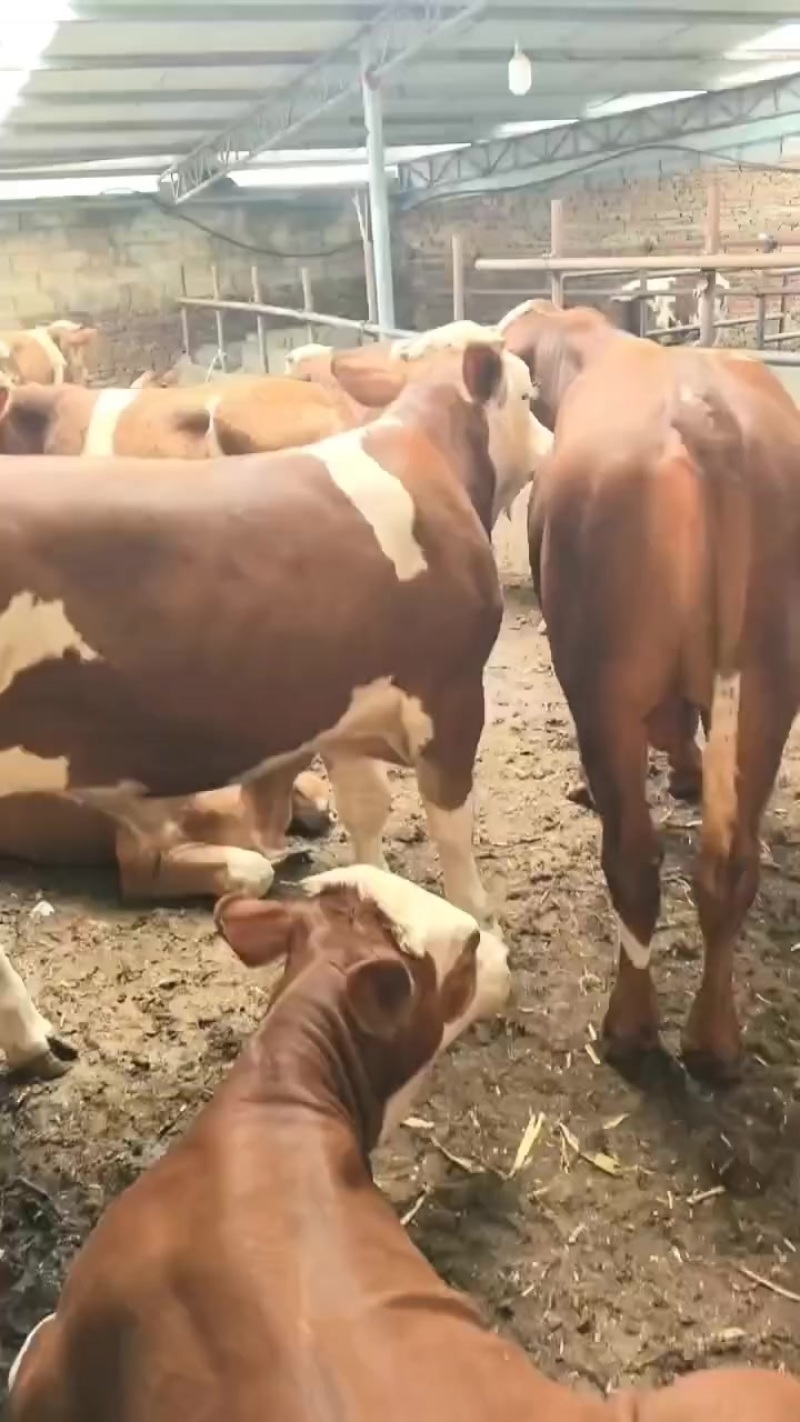 活牛