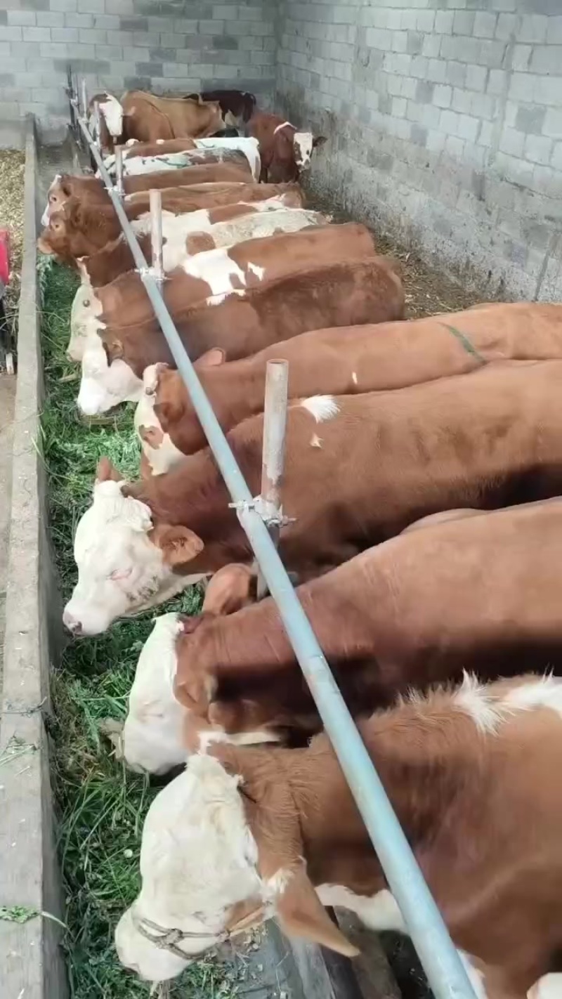 活牛