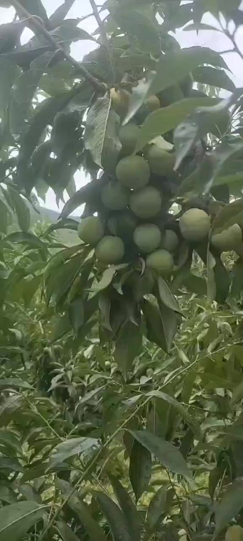 青红翠李