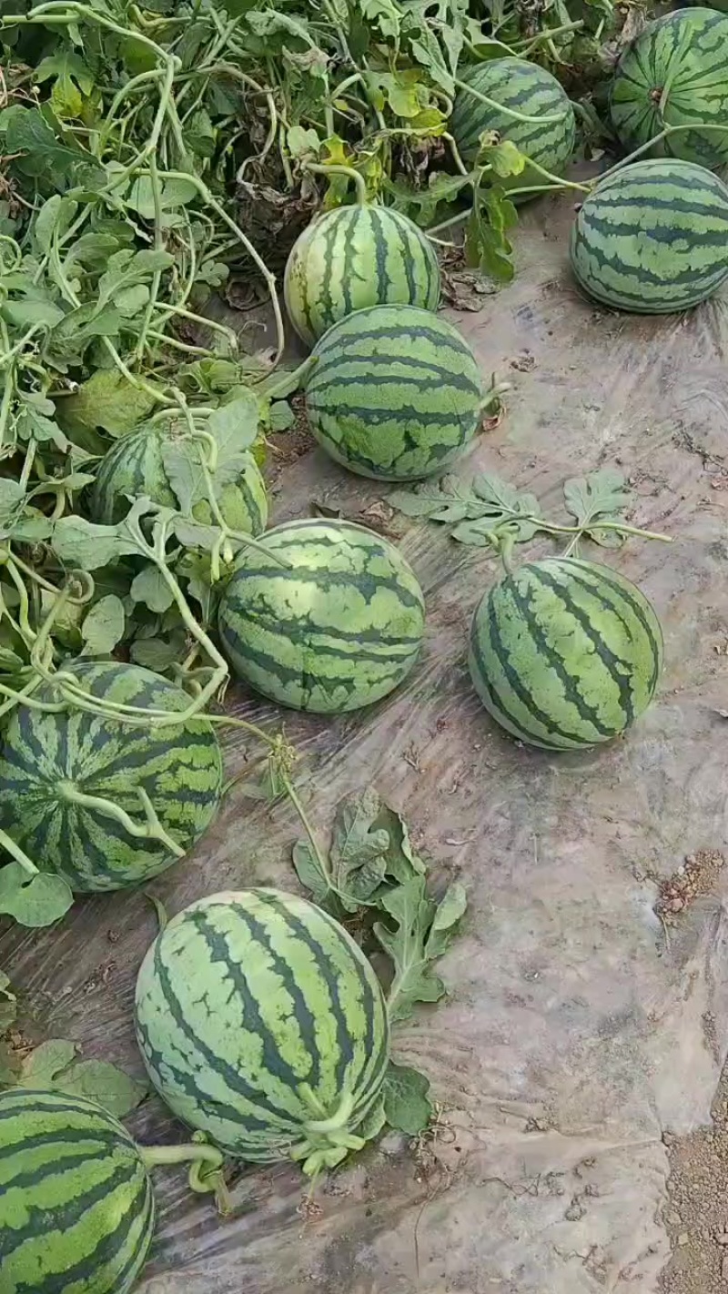 无籽美都