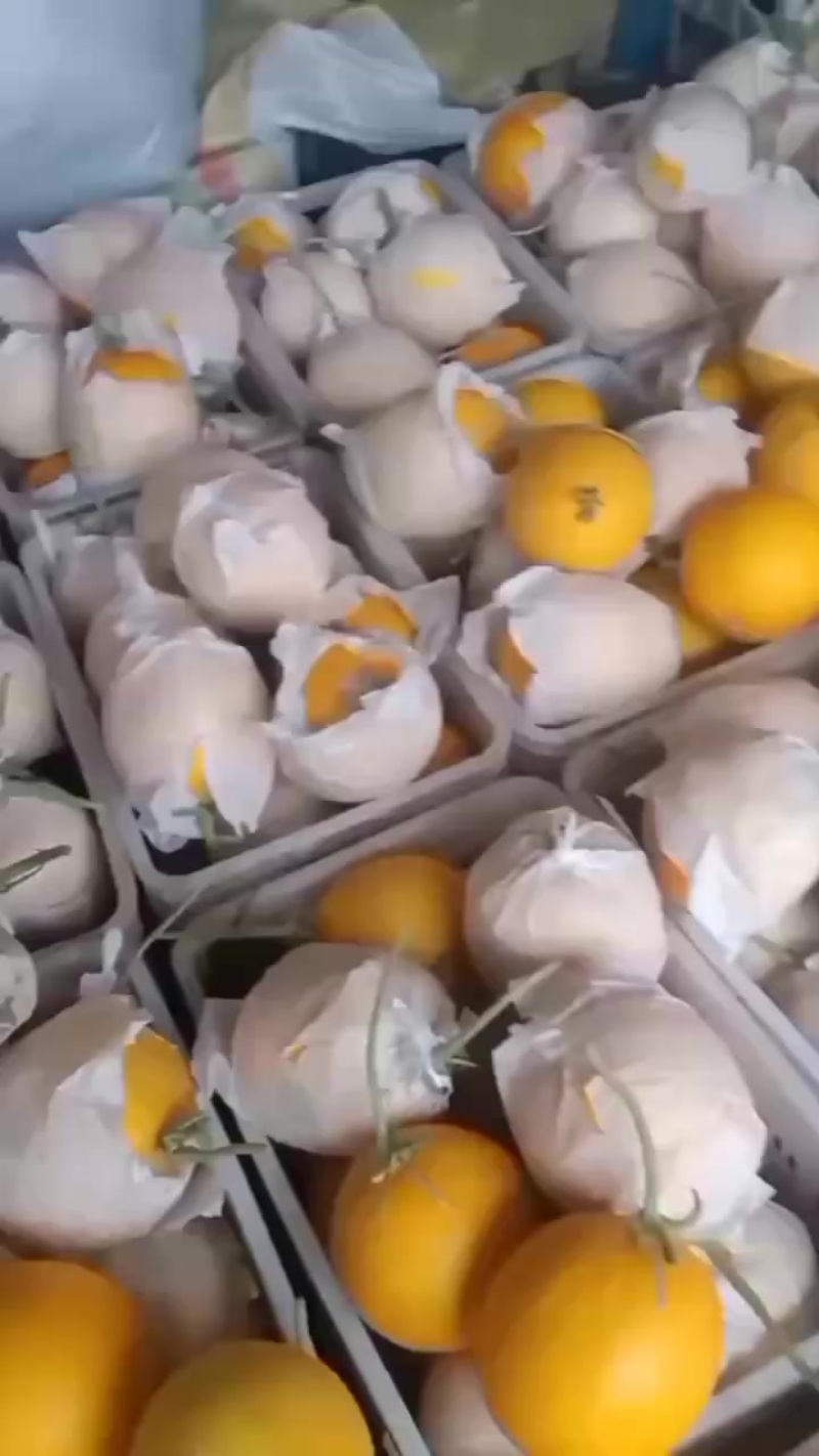 自产自销，暖室头茬玉姑九红瑞，没裂没坏