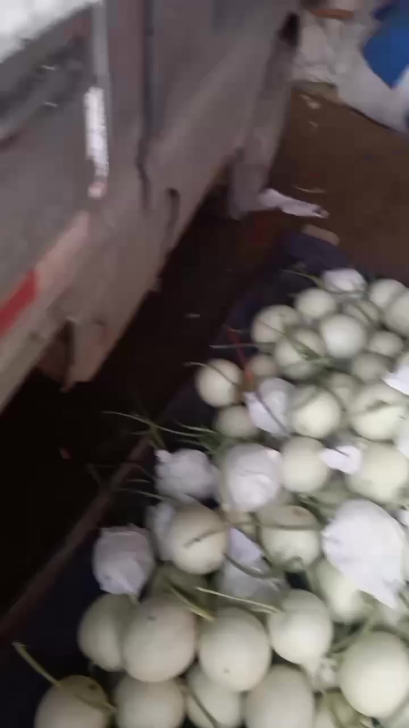 自产自销，暖室头茬玉姑九红瑞，没裂没坏