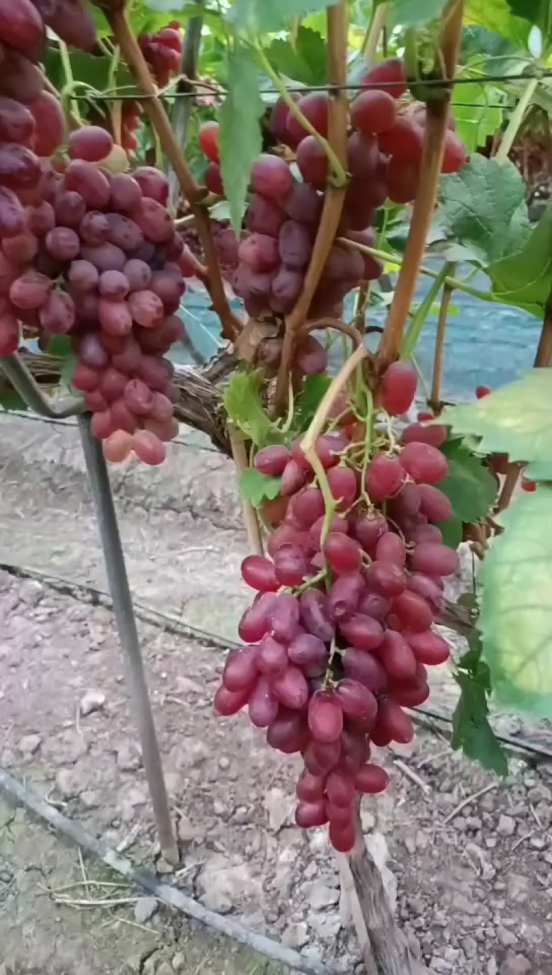 葡萄