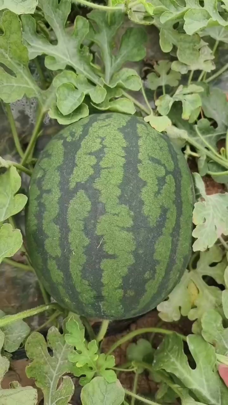 牧田嘉宝