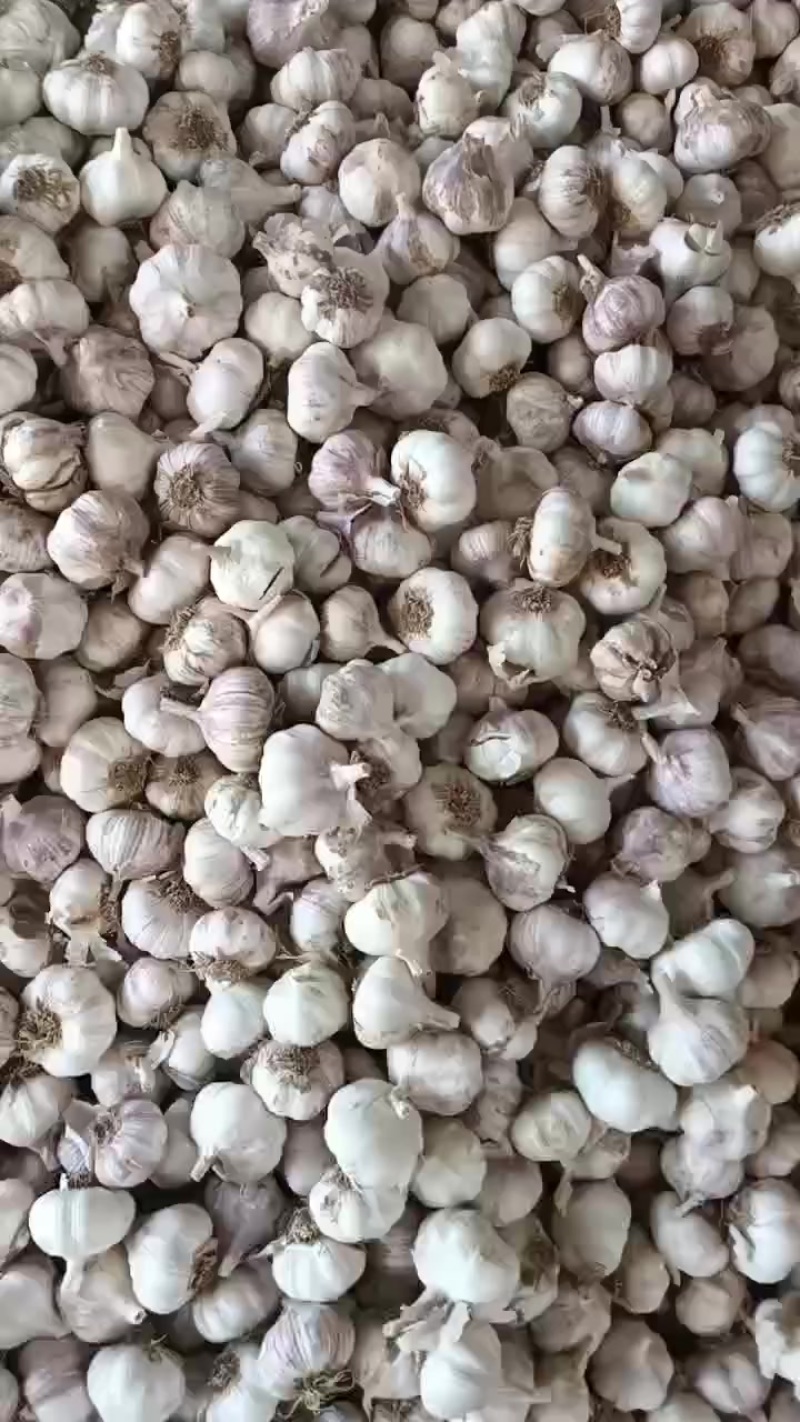 渭南大荔沙底大蒜