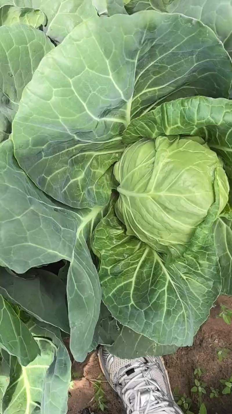 甘蓝，大手感面包