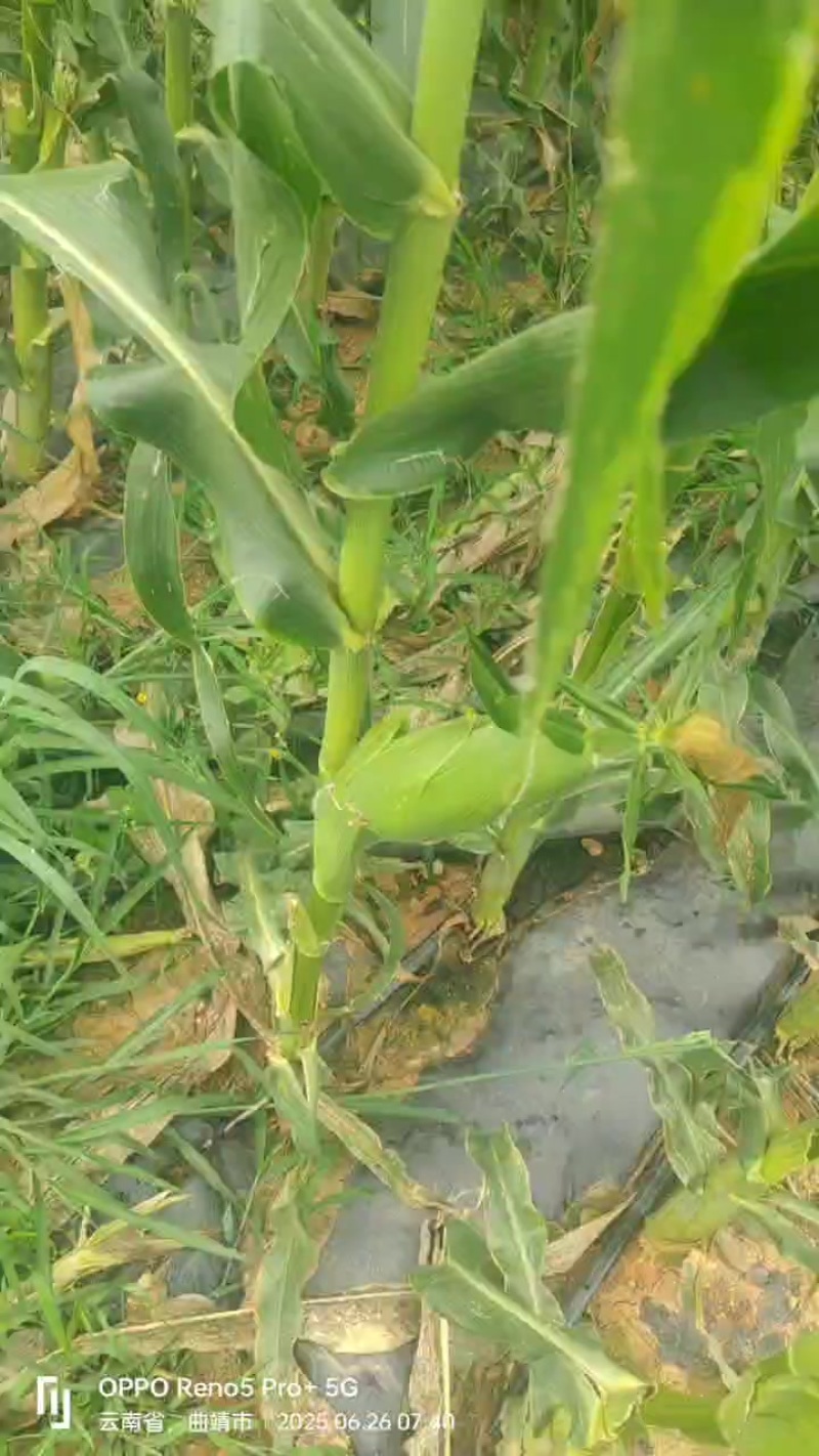 泰阳花鲜货玉米