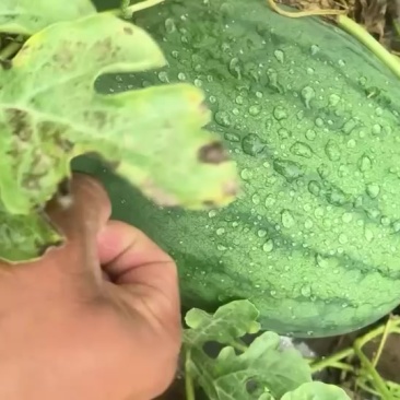 称心如意沙甜西瓜