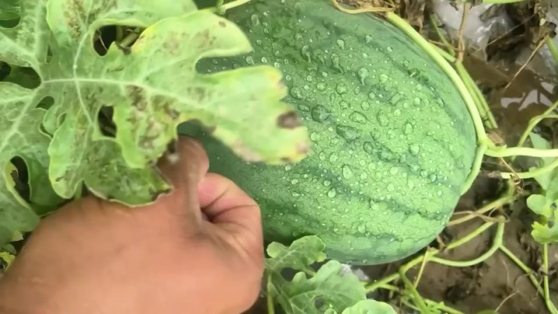 称心如意沙甜西瓜