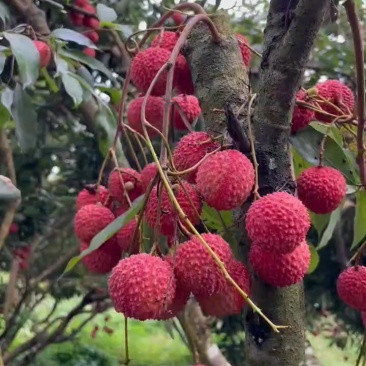 广西灵山县桂味荔枝、先进奉、