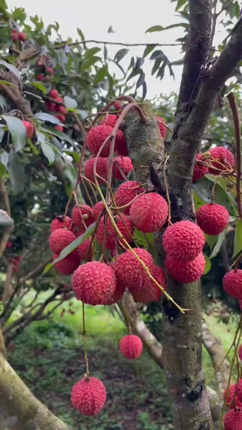 广西灵山县桂味荔枝、先进奉、
