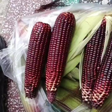 紫玉米
