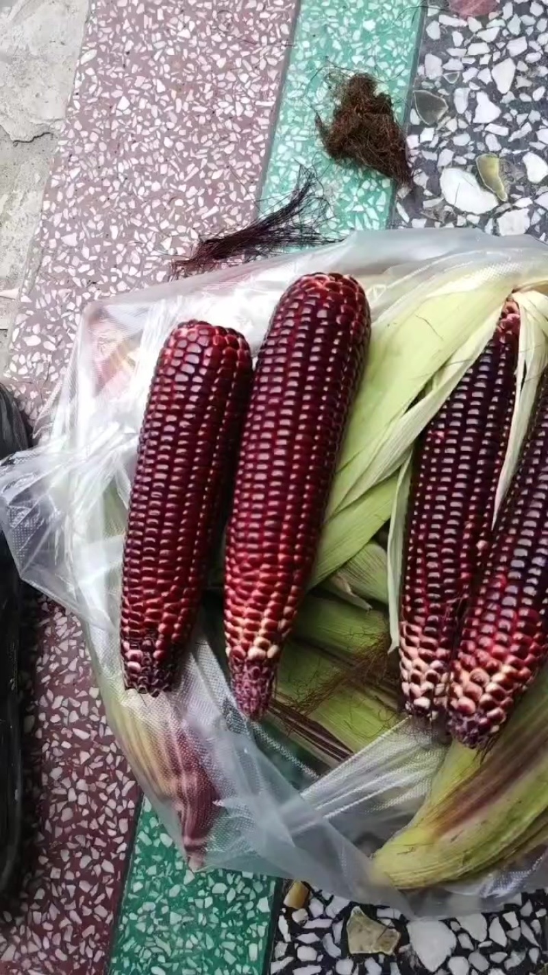 紫玉米
