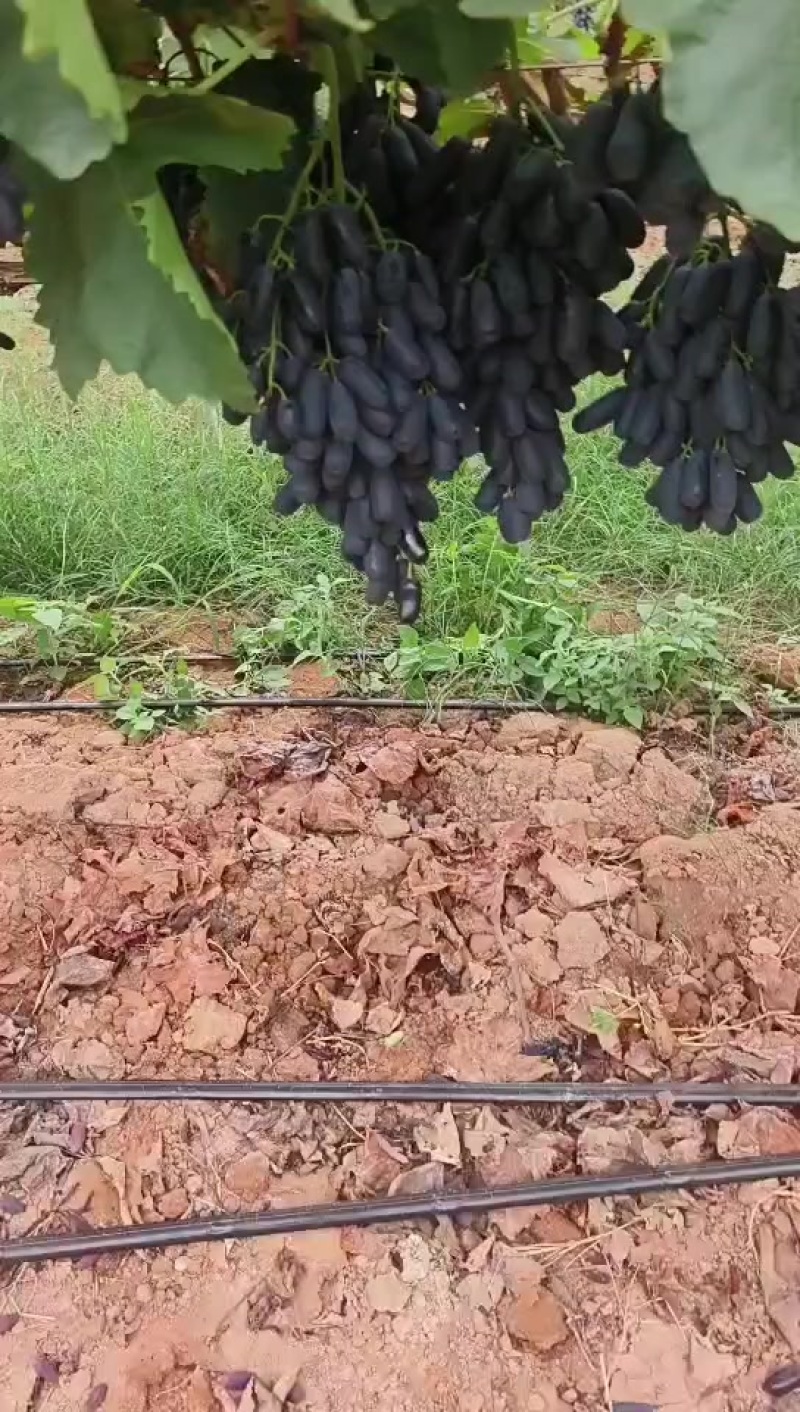 蓝宝石葡萄