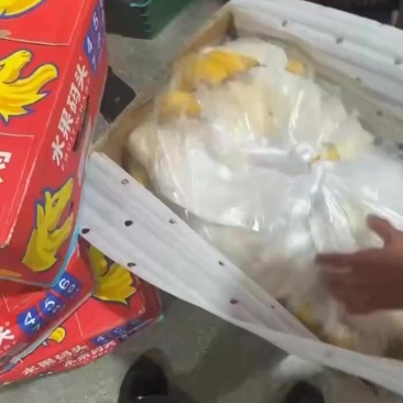精品香蕉