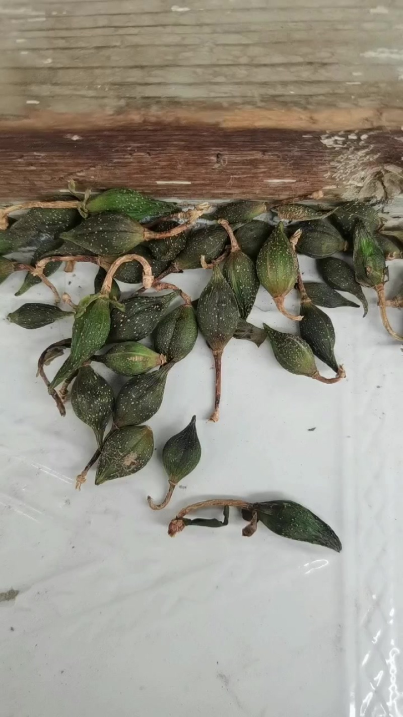 山西连翘