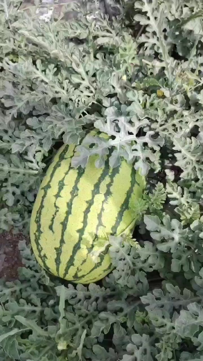 甘肃嗮沙瓜