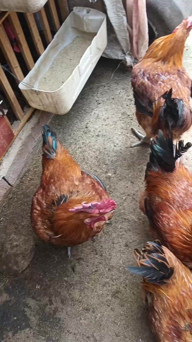 土杂鸡