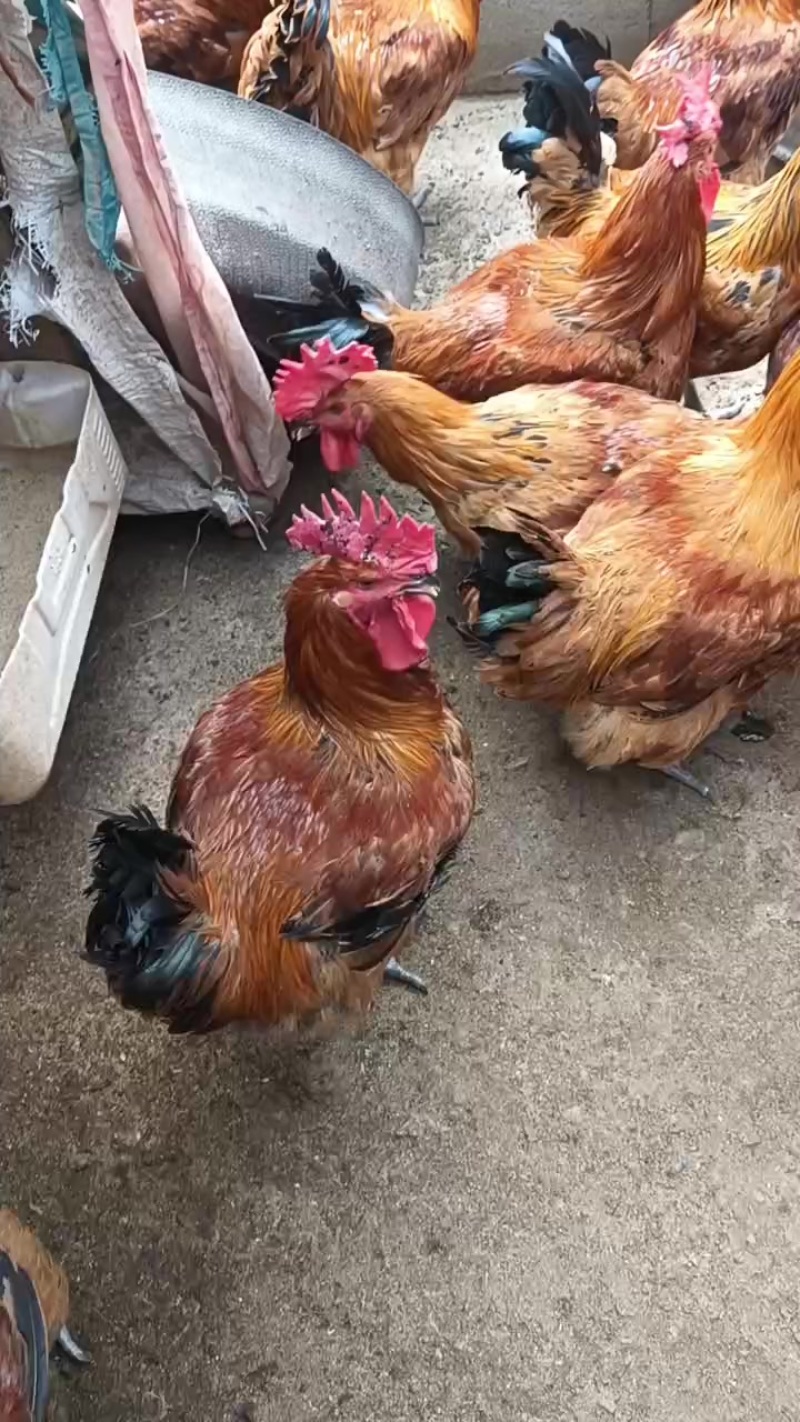 土杂鸡