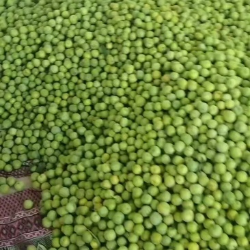 青脆李