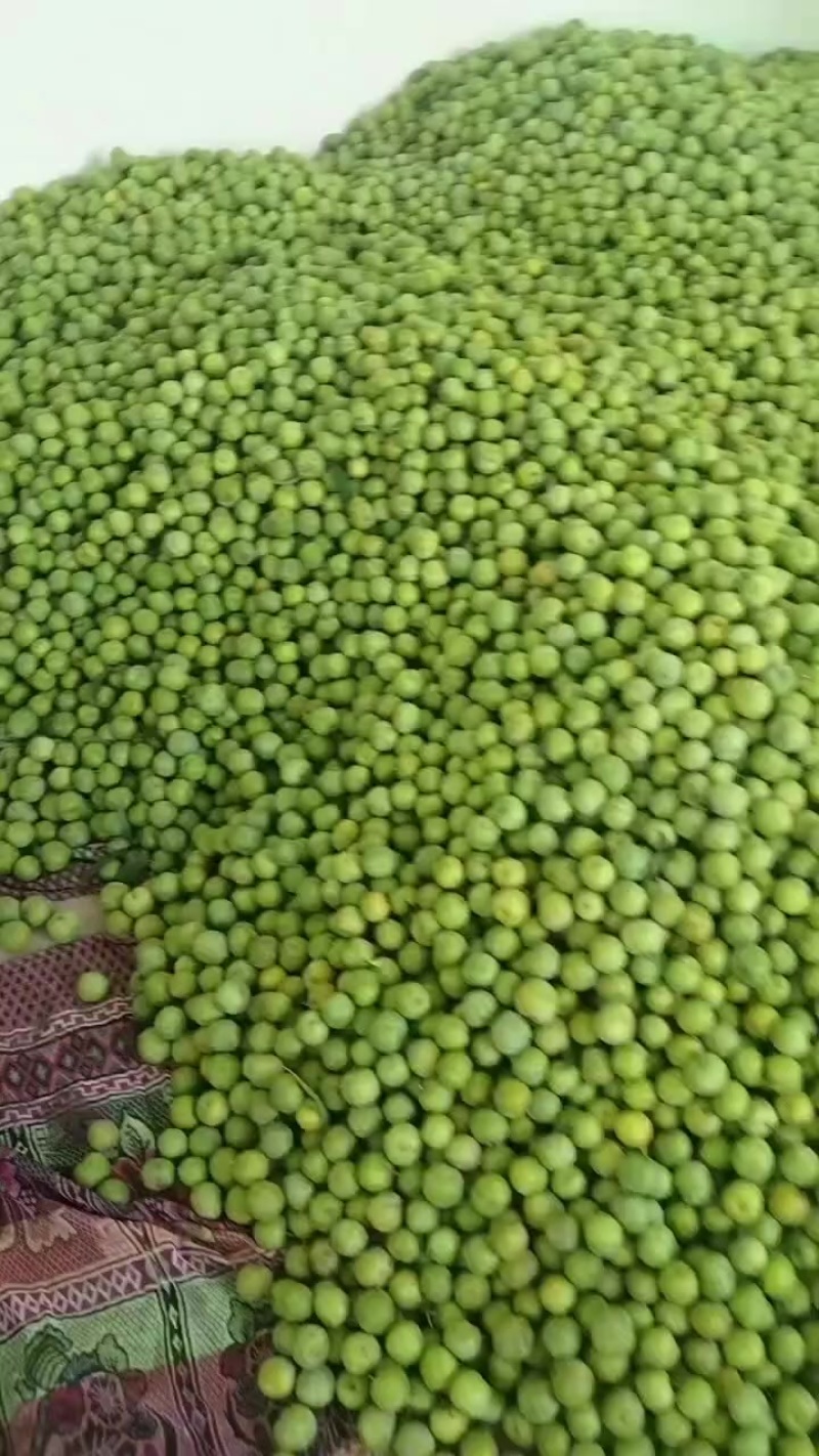 青脆李