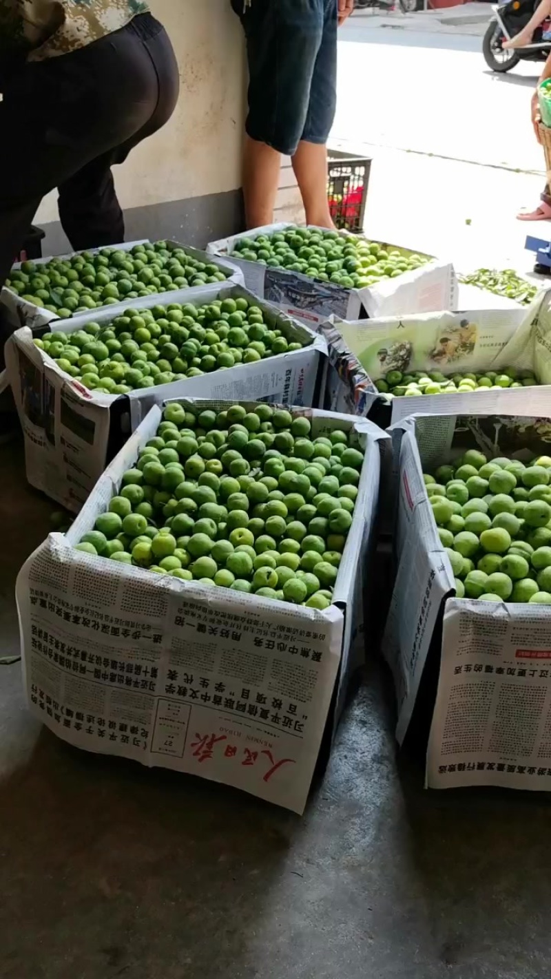 青脆李