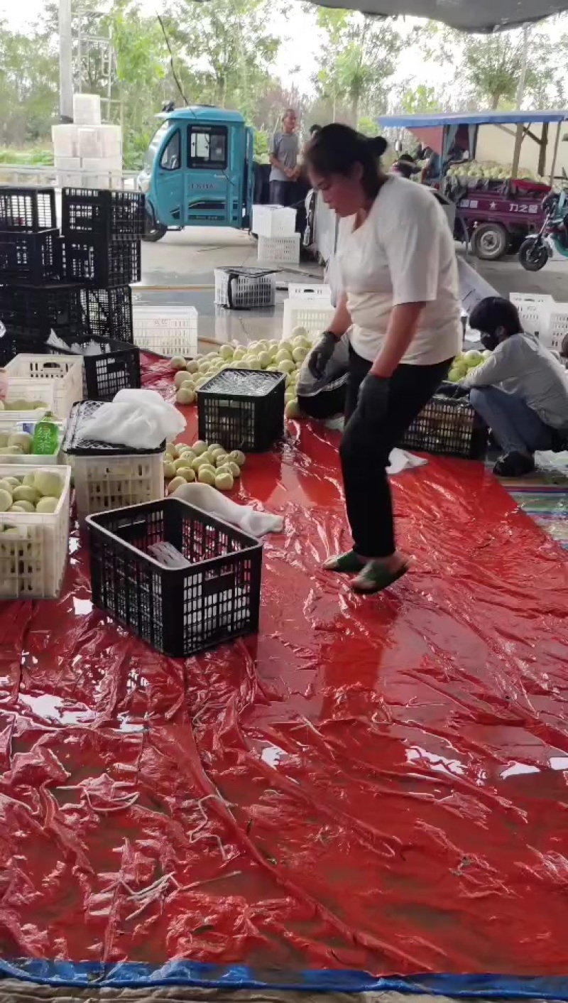 美浓小白瓜