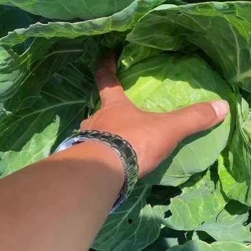 甘蓝手感菜大量有货价格便宜欢迎老板一起来发财