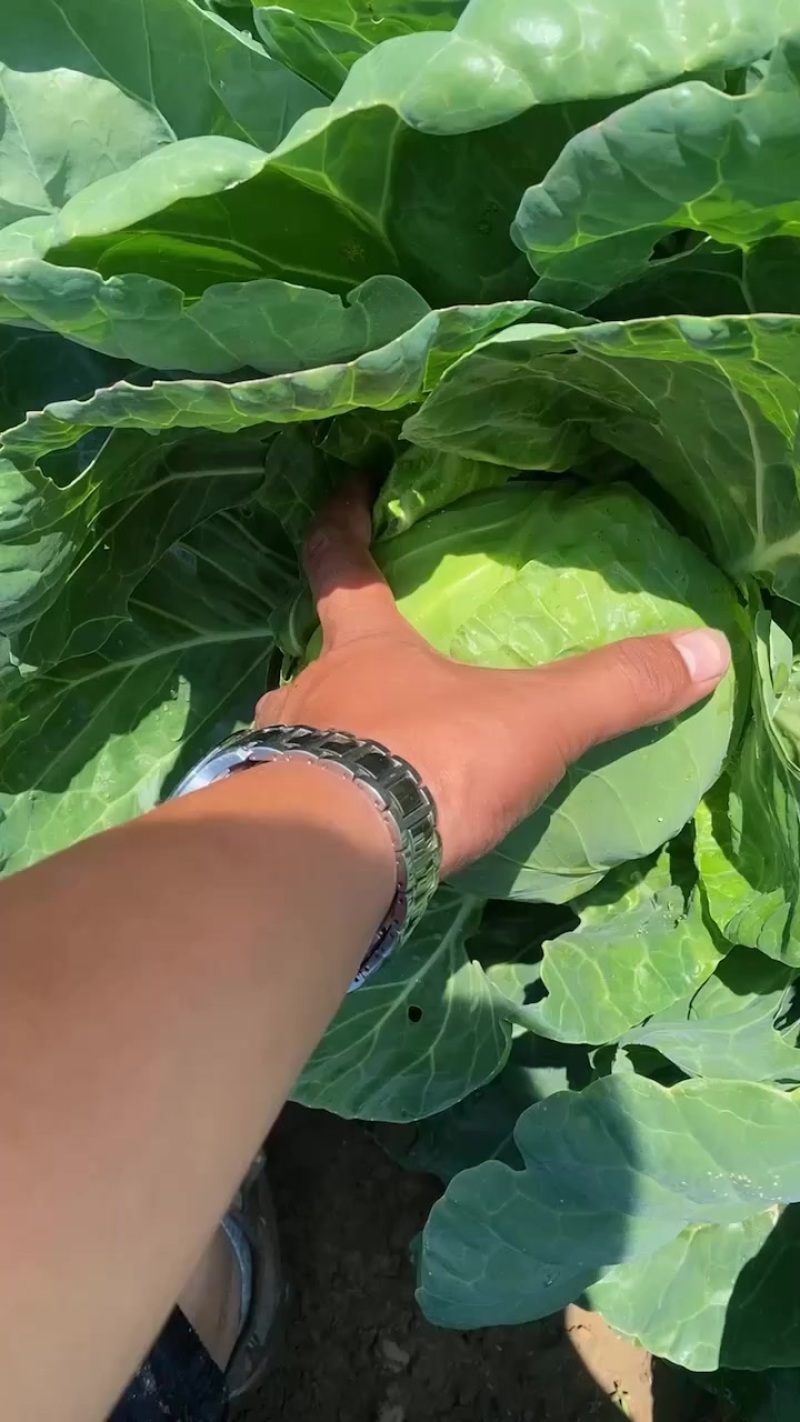 甘蓝手感菜大量有货价格便宜欢迎老板一起来发财