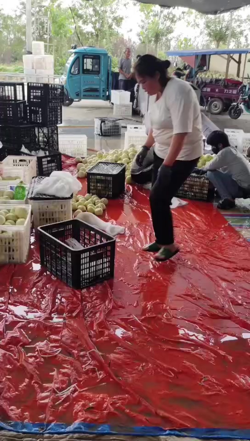 美浓小白瓜