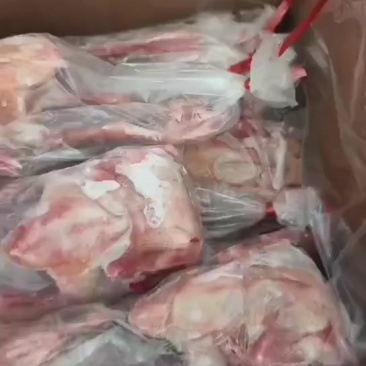 一级5-6两乳鸽大量有货