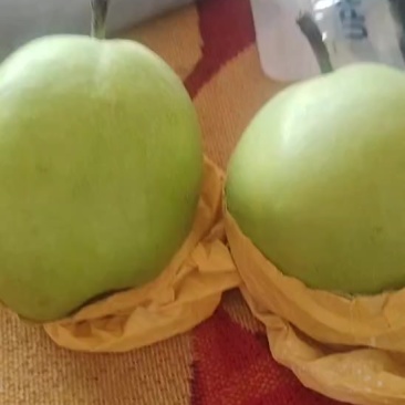 赵县皇冠梨