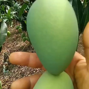 精品芒果