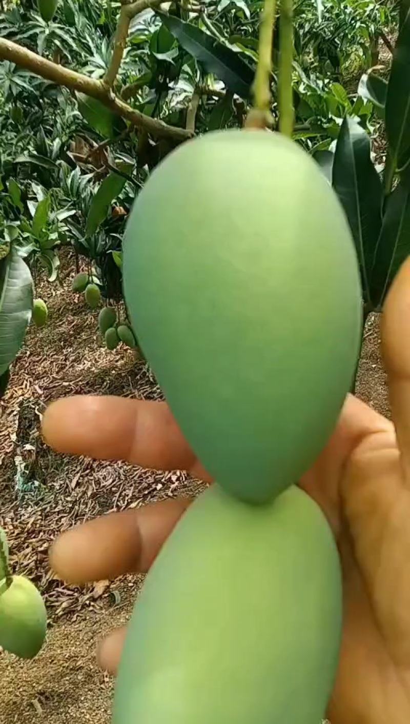 精品芒果
