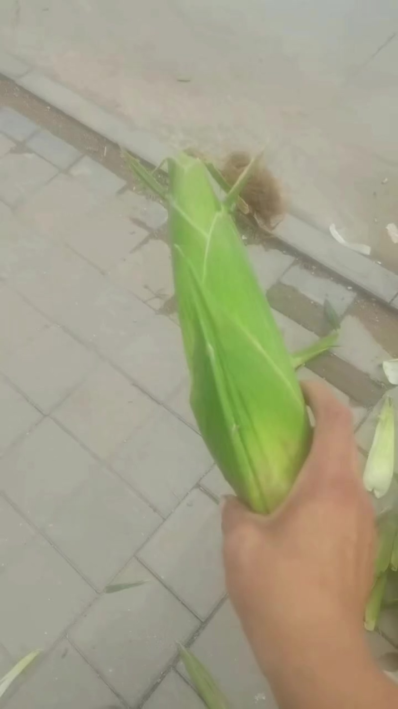 河间黄家村万糯2000玉米