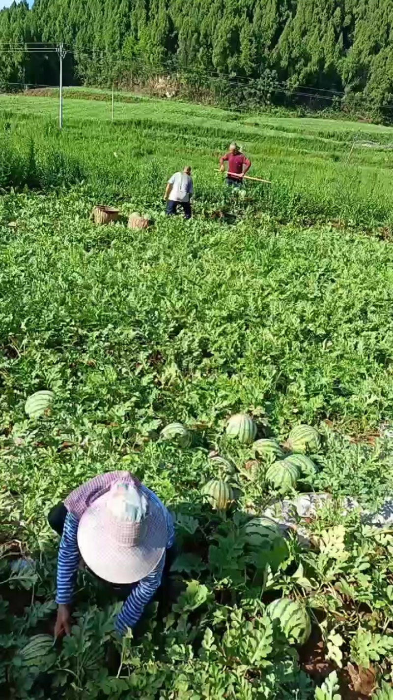 西瓜