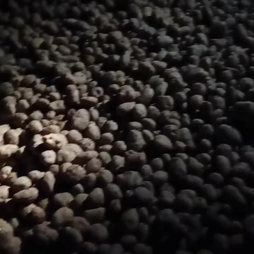 农村的土豆白心心